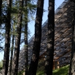 77_vigilius-and-its-larches